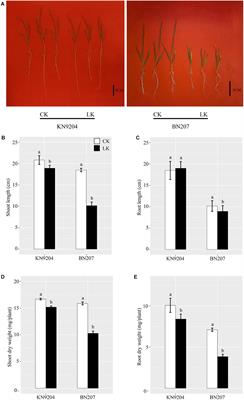 Multi-Omics Analyses Reveal the Molecular Mechanisms Underlying the Adaptation of Wheat (Triticum aestivum L.) to Potassium Deprivation